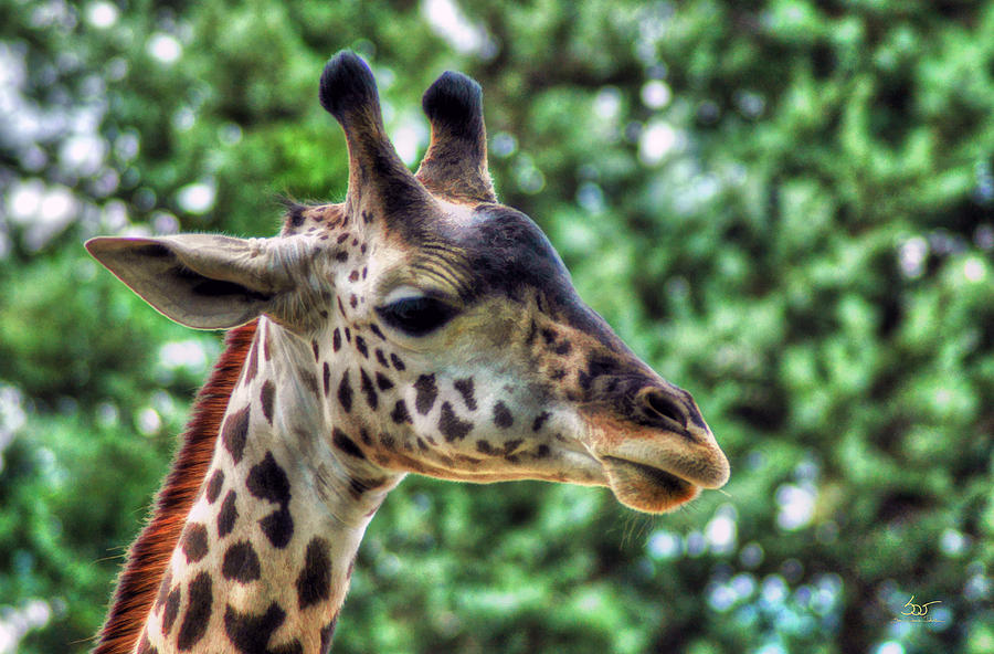 Giraffe Photograph by Sam Davis Johnson