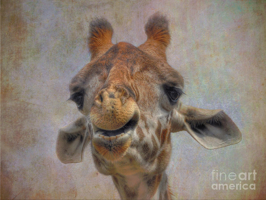 Animal Photograph - Giraffe by Savannah Gibbs