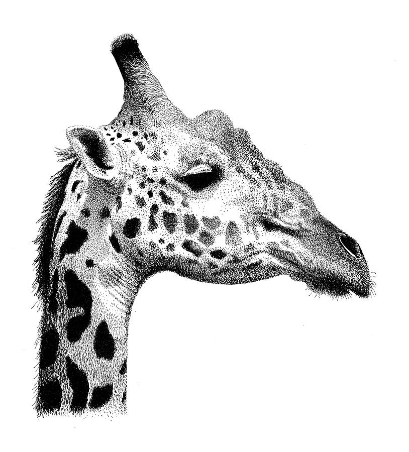 Giraffe Drawing by Scott Woyak