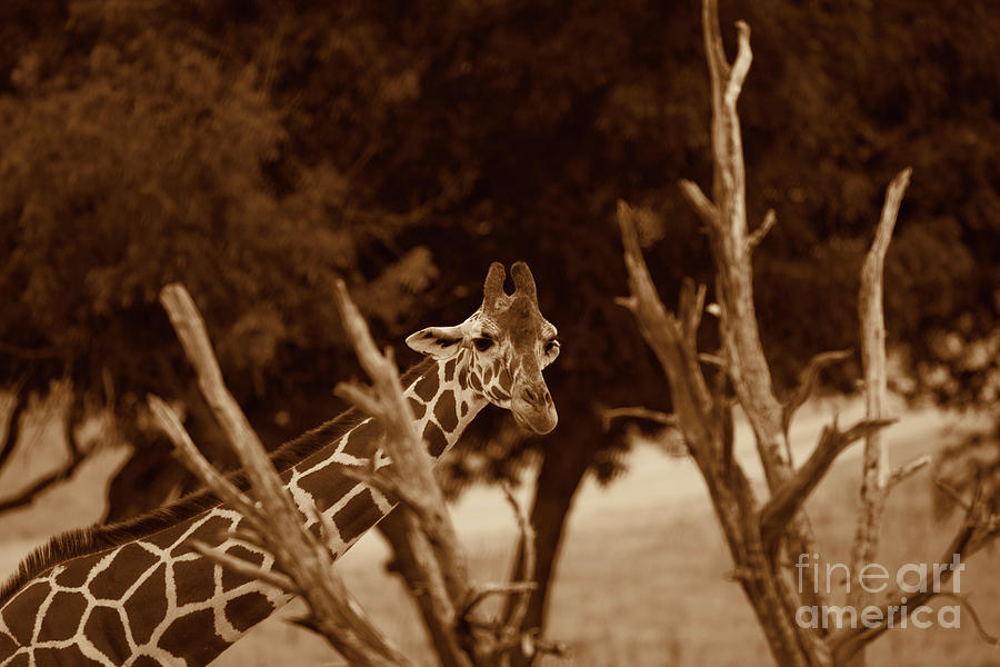Giraffe Sepia Photograph by Douglas Barnard