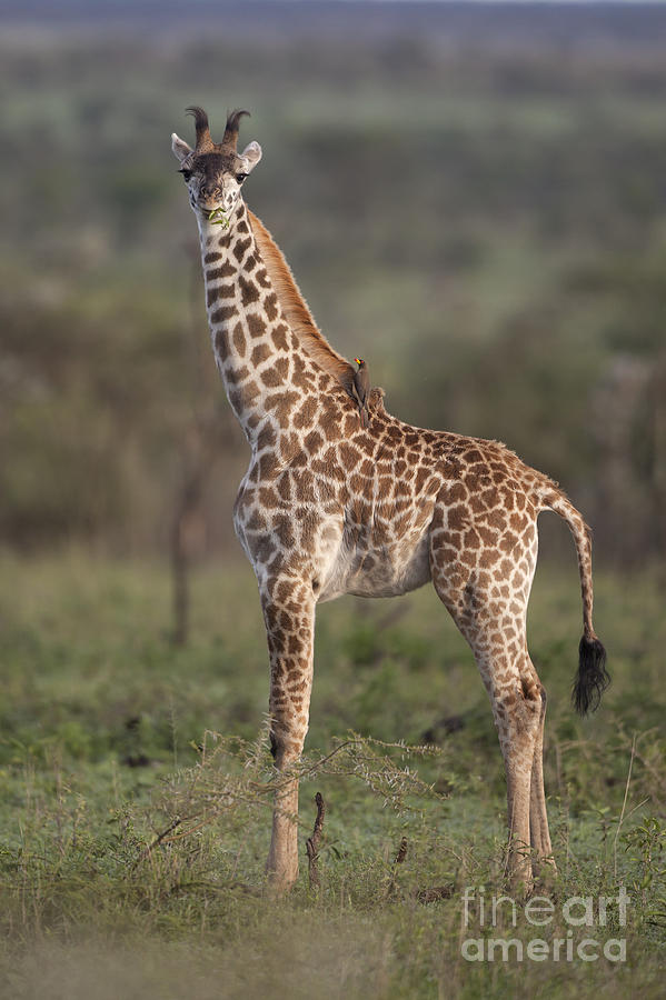Giraffe, Serengeti Photograph by Bernd Rohrschneider