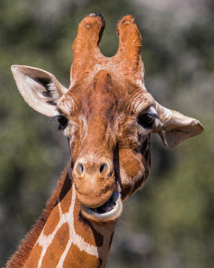 Giraffe #1 Photograph by Patti Deters