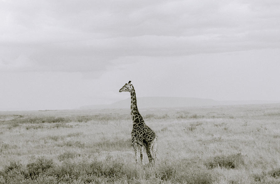 Giraffe Photograph by Shaun Higson