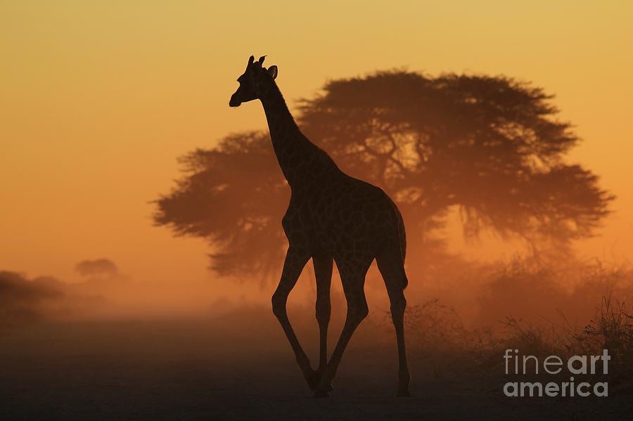 Giraffe Silhouette - Natural Triangles Photograph