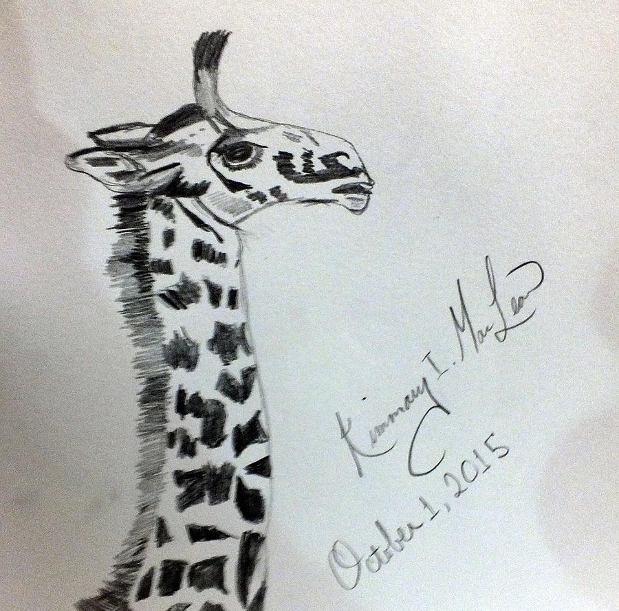 Giraffe Sketch Drawing by Kimmary MacLean