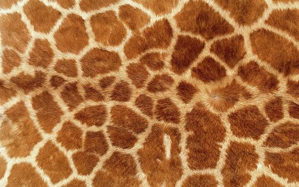 Up Movie Photograph - Giraffe skin close up 2 by Exploramum Exploramum