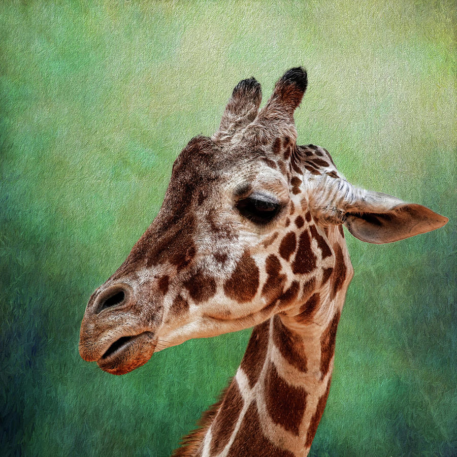 Giraffe Square Photograph by Judy Vincent