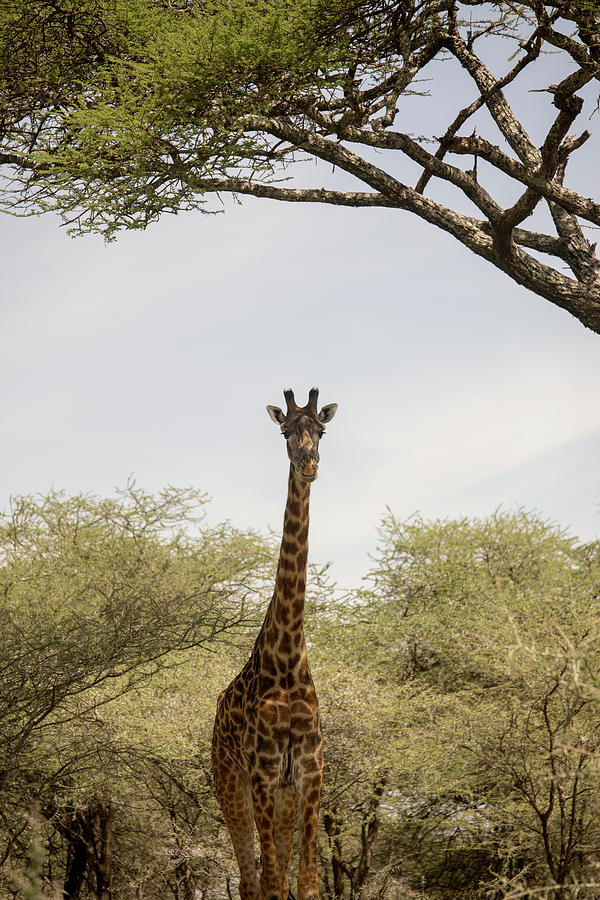 Giraffe standing in Serengeti, Tanzania Photograph by Karen Foley