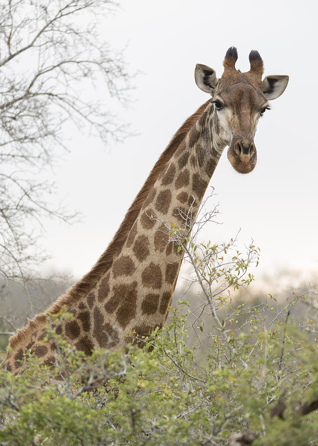 Giraffe Photograph by Stephen Stookey
