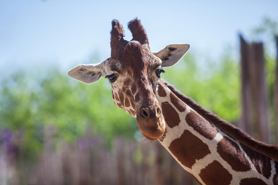 Giraffe Photograph by Steve Gravano