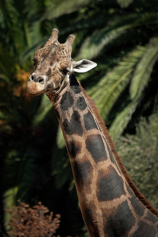 Giraffe Study 2 Photograph by Roger Mullenhour
