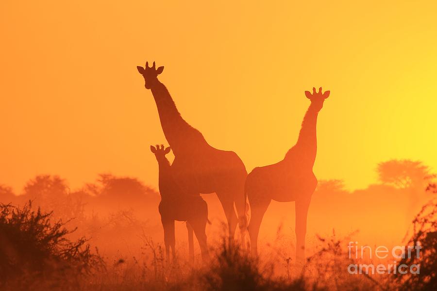 Giraffe Sunset - Portrait Of A Golden Family Photograph