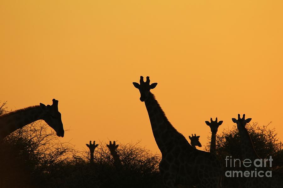 Giraffe Sunset - Silhouette Of Peace And Freedom Photograph