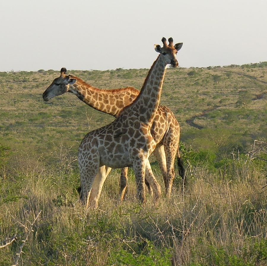 Giraffe Photograph by Susan Blackaller-Johnson