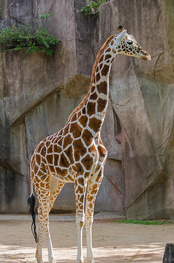 Giraffe  Photograph by Susan McMenamin