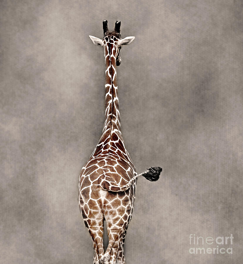 Giraffe Swag Photograph by Sonya Lang