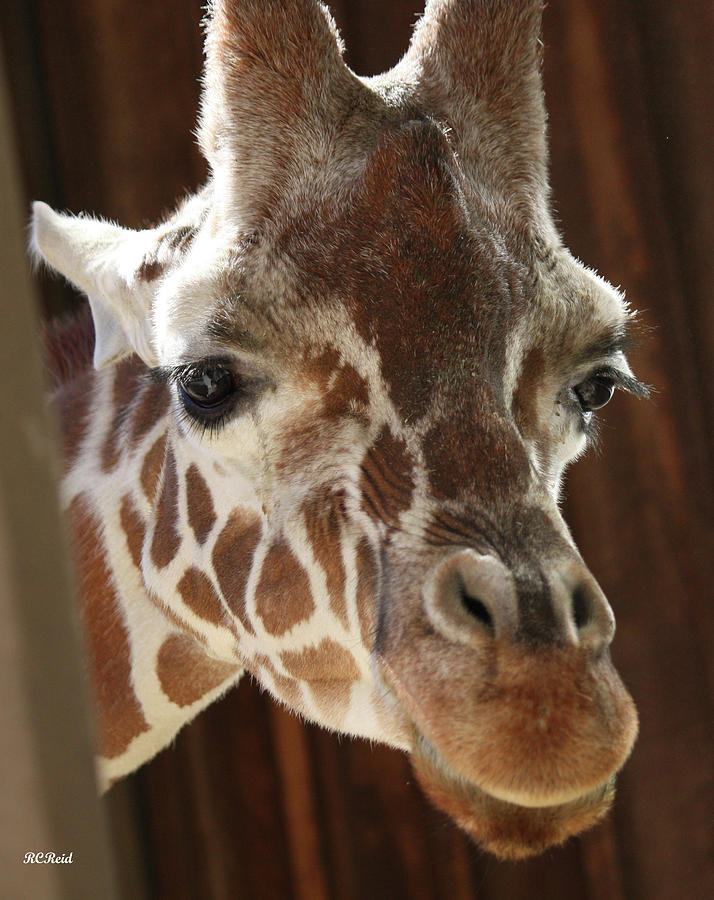 Giraffe taking a peek Photograph by Ronald Reid