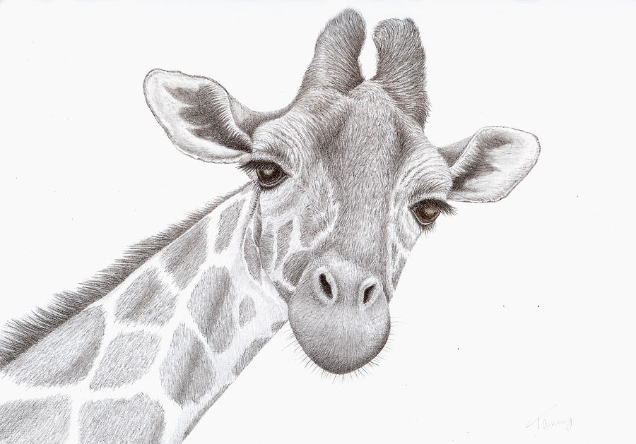 Giraffe Drawing by Tammy LiuHaller