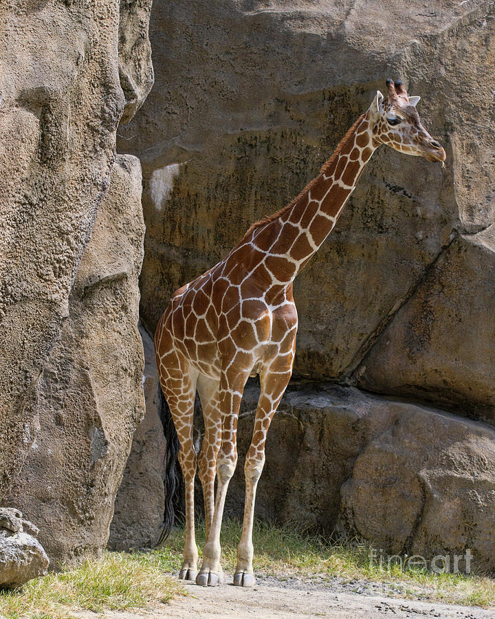 Wildlife Photograph - Giraffe by Terry Weaver