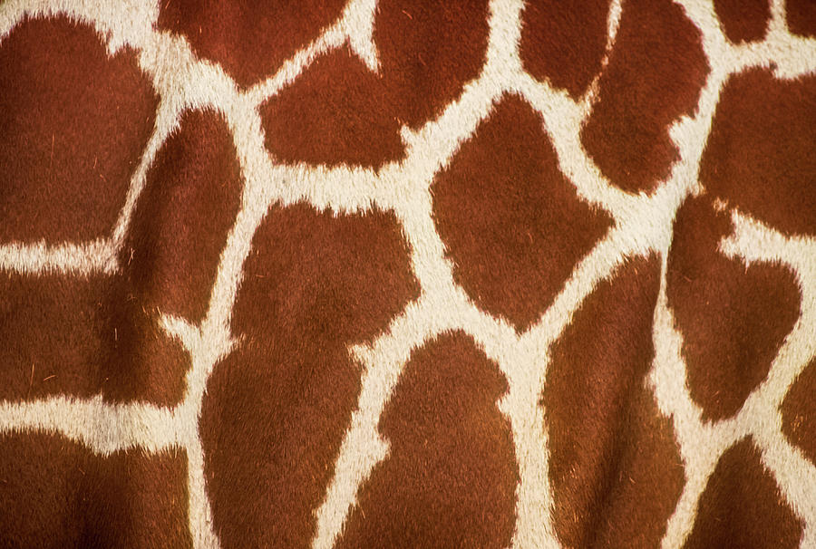 Nature Photograph - Giraffe Textures by Martin Newman