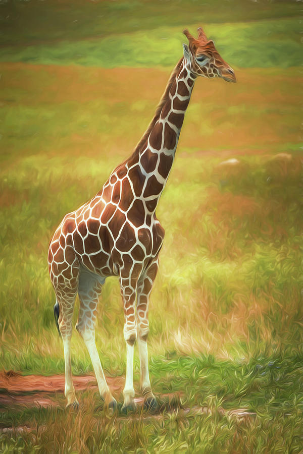 Giraffe Photograph by Tom Mc Nemar