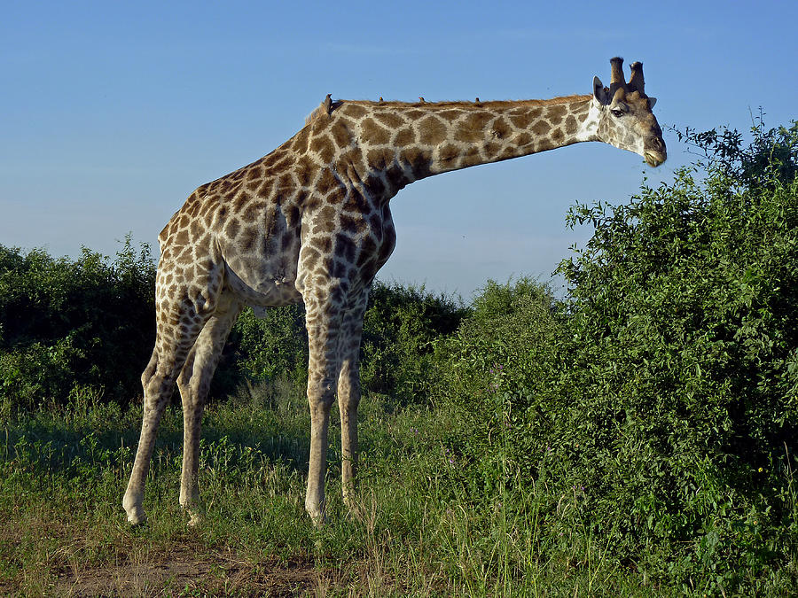 Giraffe Photograph by Tony Murtagh