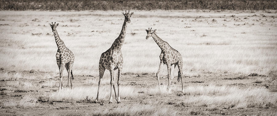 Giraffe Trio - Black and White Giraffe Photograph Photograph by Duane Miller