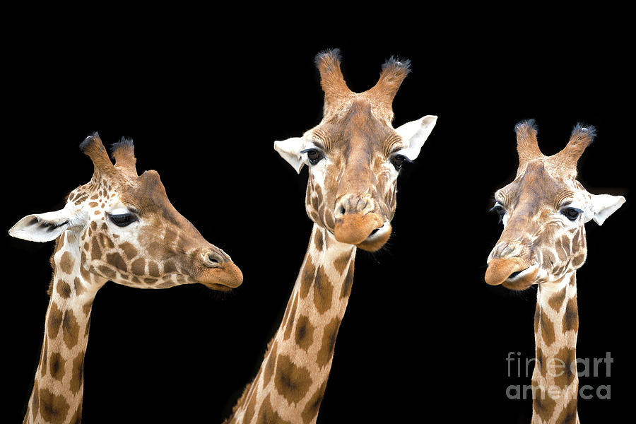 Giraffe trio Photograph by Jane Rix