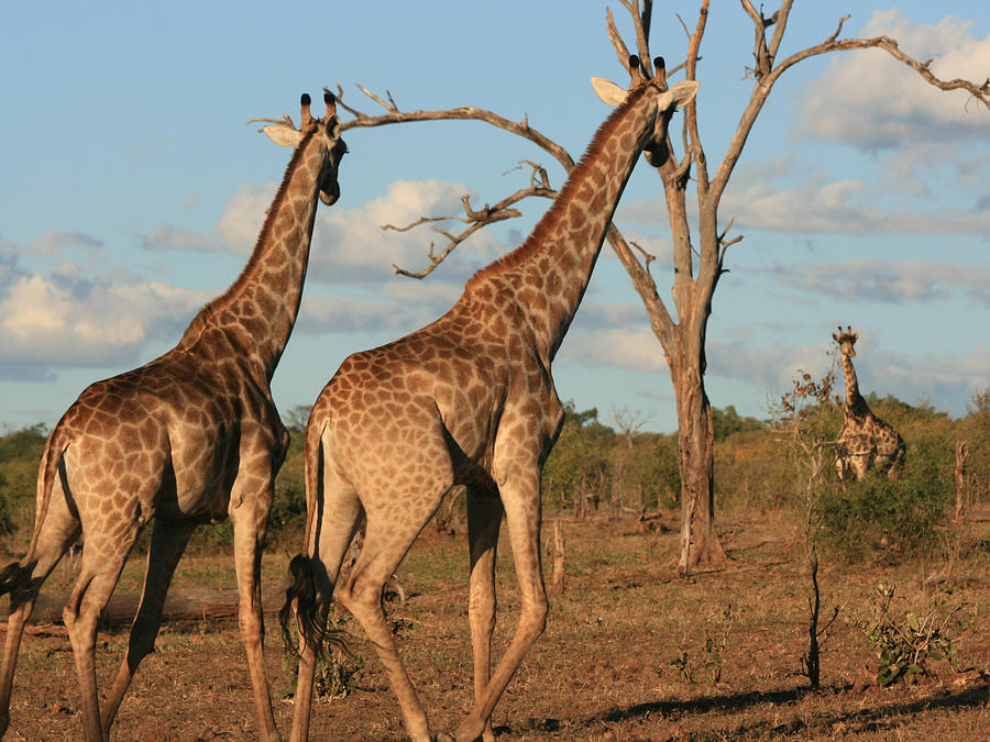 Giraffe Trio Photograph by Karen Zuk Rosenblatt