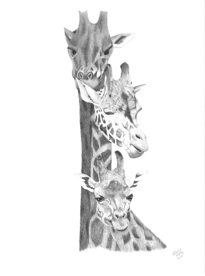 Giraffe Trio Digital Art by Patricia Hiltz