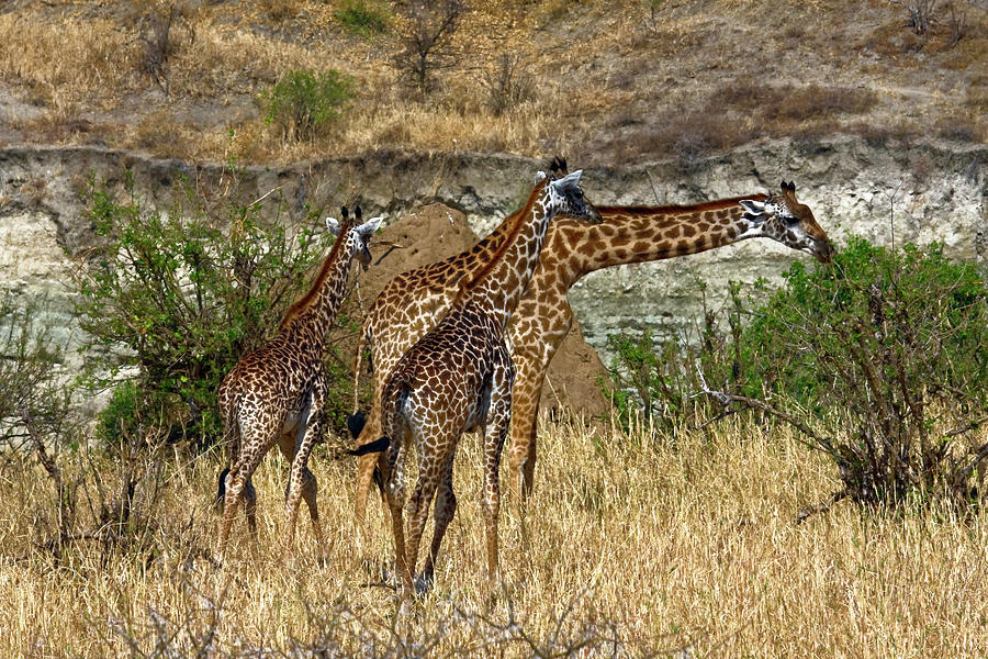 Giraffe Trio Photograph by Sally Weigand