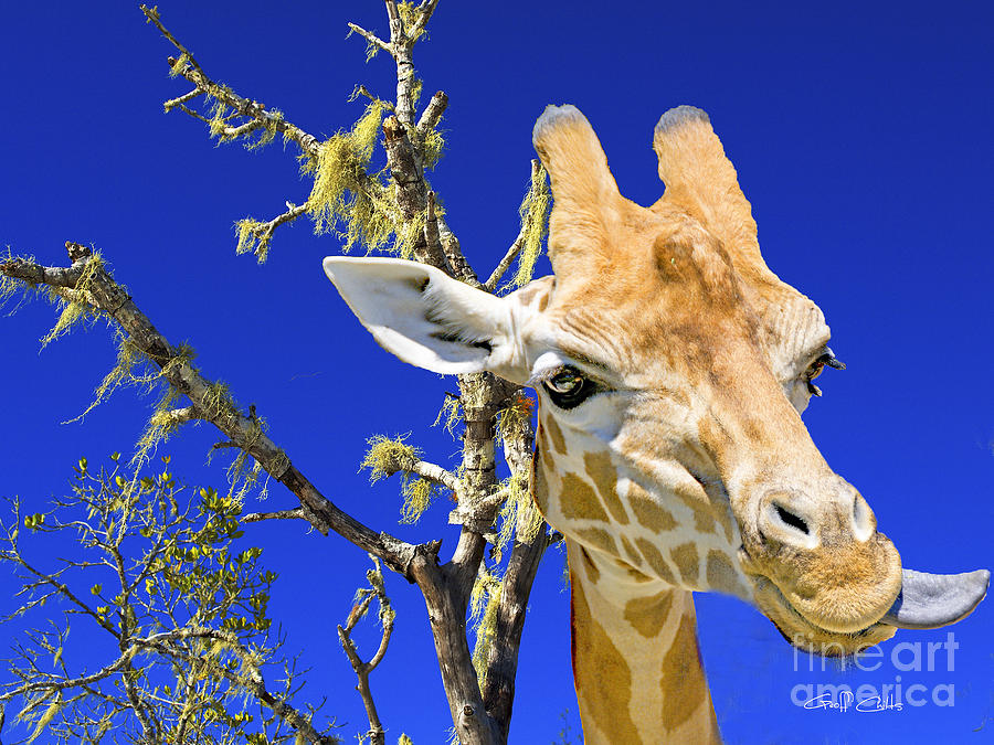 Giraffe up Close. Original exclusive photo art. Photograph by Geoff Childs