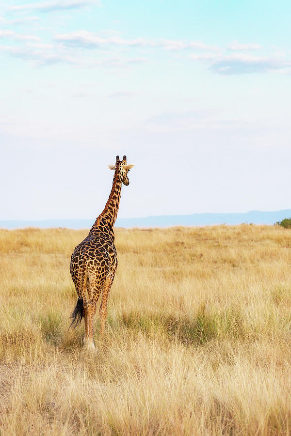 Nature Photograph - Giraffe Walking in Kenya Africa - Vertical by Good Focused