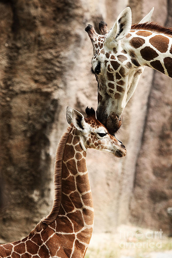 Giraffe with Baby Photograph by Traci Law - Fine Art America