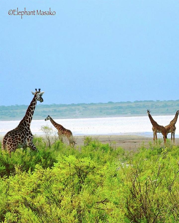 Giraffes 🦒 In Ndutu Tanzania Photograph by Masako Takagi