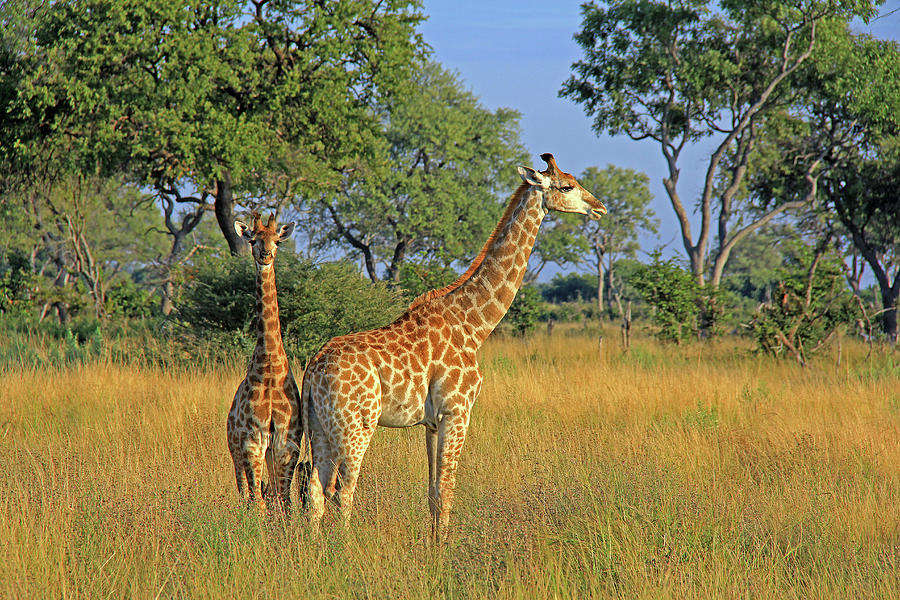 Giraffes 3 Photograph by Richard Krebs