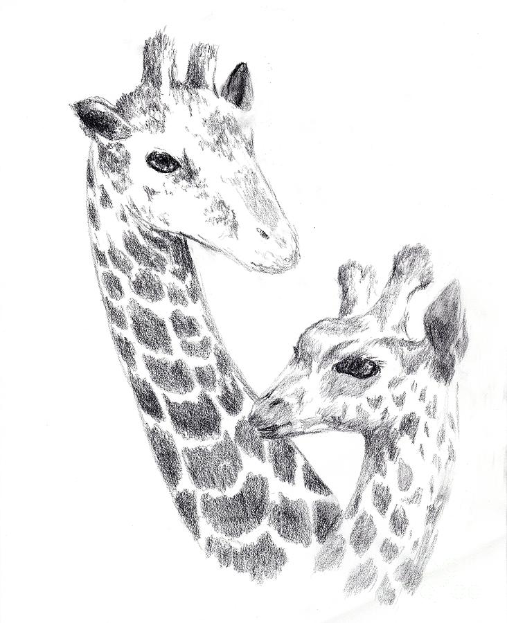 Giraffes Drawing by Alice Chen
