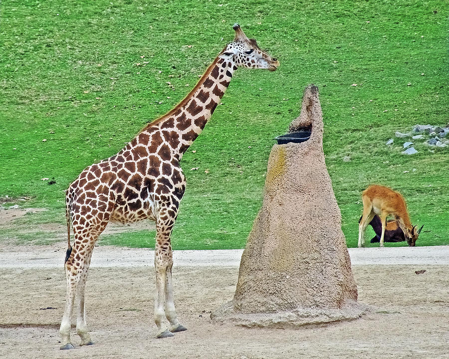 Giraffes and Eland at Water Fountain in San Diego Zoo Animal Safari Park near Escondido, California Photograph by Ruth Hager