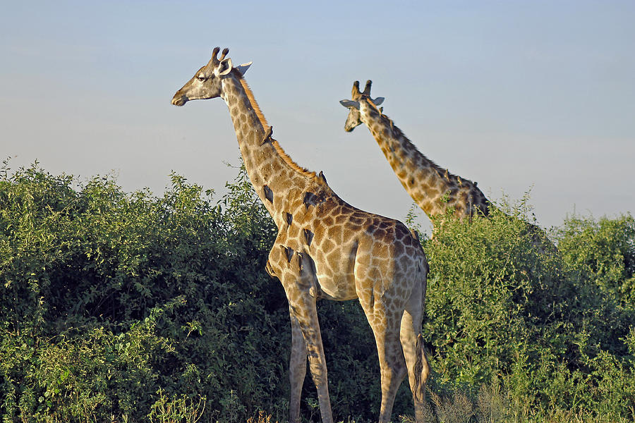 Wildlife Photograph - Giraffes and Oxpeckers by Tony Murtagh