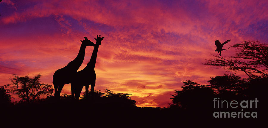 Giraffes at sunset Photograph by Warren Photographic