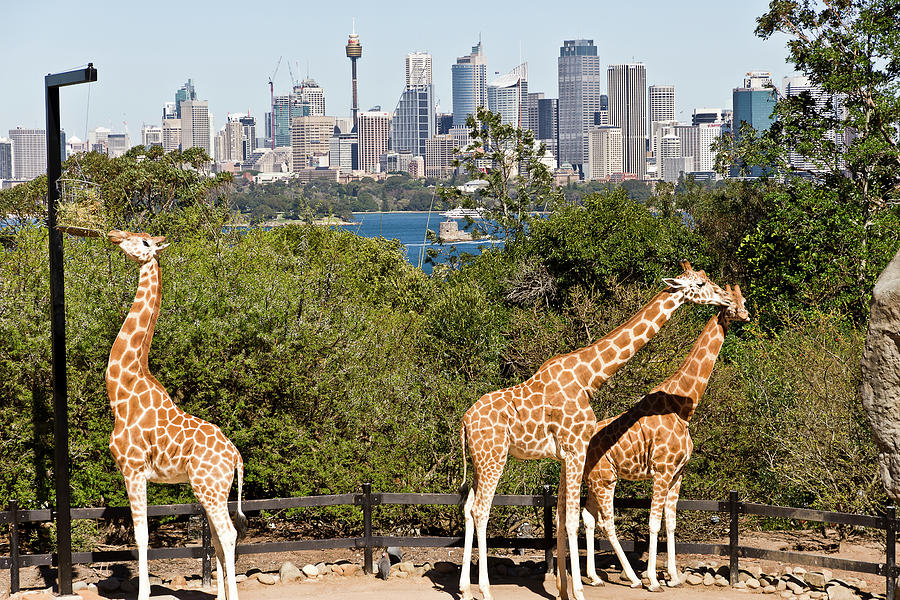 Giraffe Photograph - Giraffes At Taronga Sydney by Miroslava Jurcik