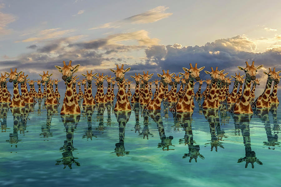 Wildlife Digital Art - Giraffes  by Betsy Knapp