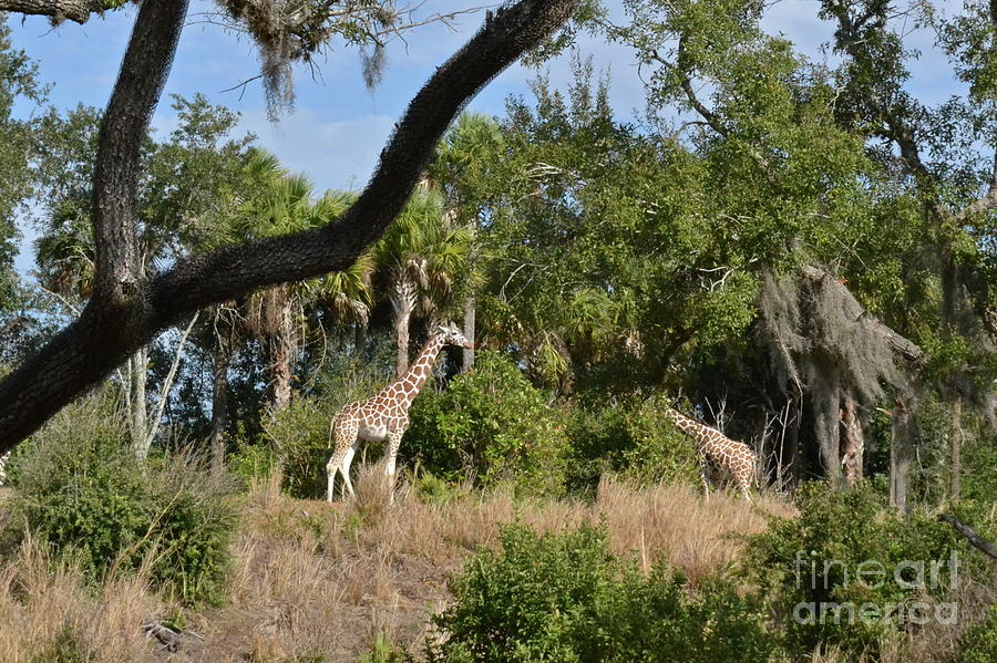 Giraffes Photograph by Carol  Bradley