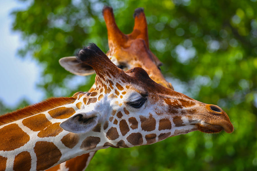 Giraffes Photograph by Dart Humeston
