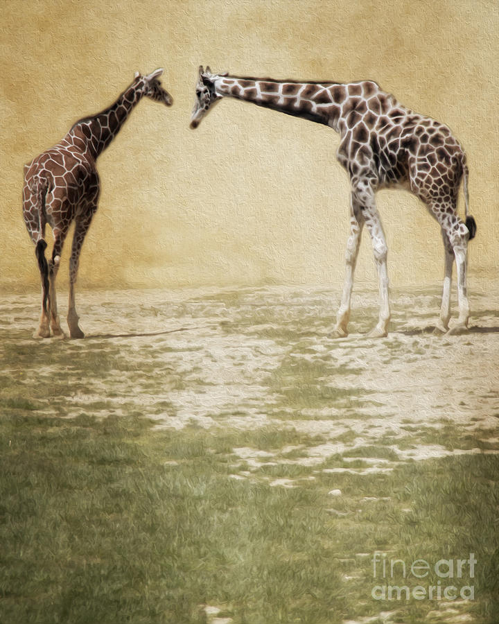 Giraffes Photograph by Dawn Gari