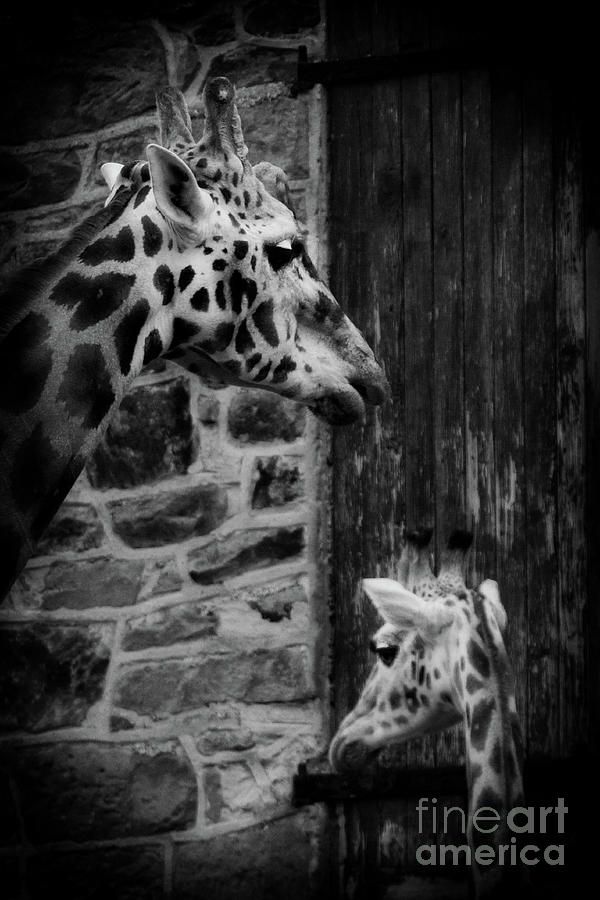 Giraffe #2 Photograph by Doc Braham