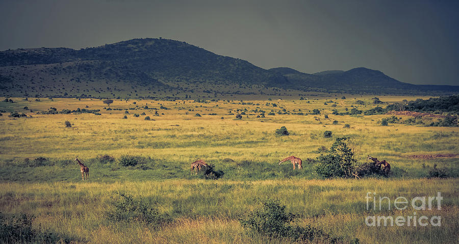 Giraffes feeding in savannah Photograph by Cami Photo