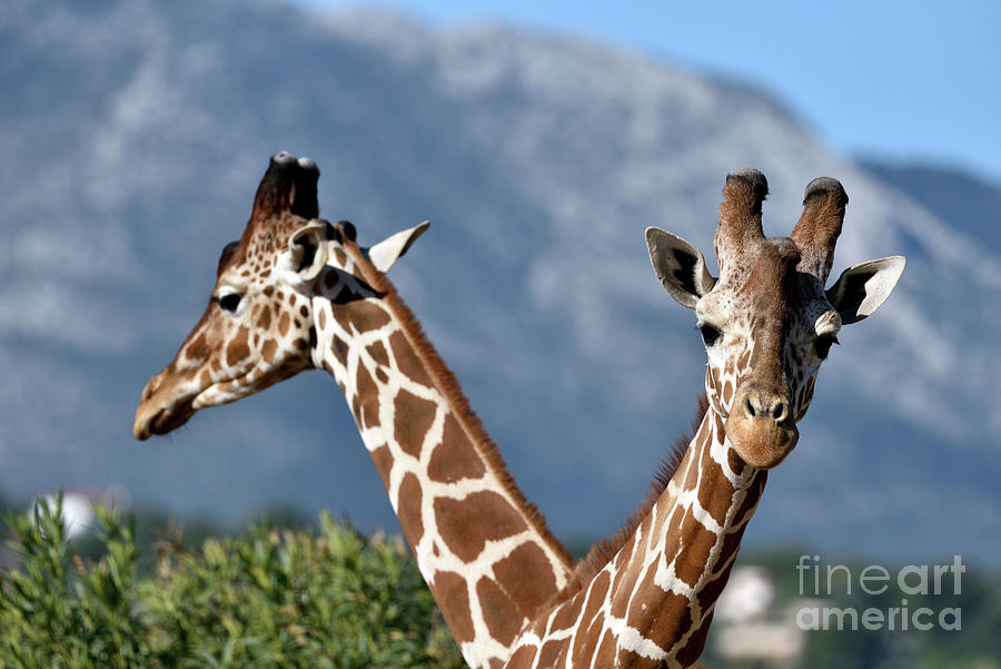 Giraffes Photograph by George Atsametakis