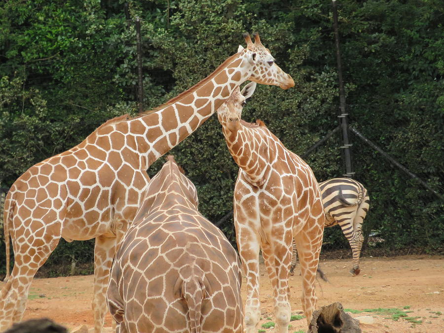 Giraffes in Atlanta Zoo Photograph by Jennifer Martin - Fine Art America