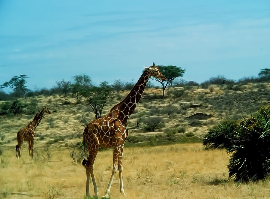 Giraffes in Color Digital Art by Cathy Anderson